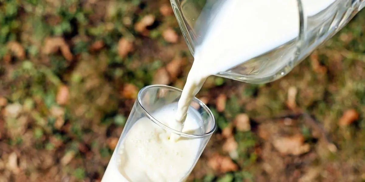 Os benefícios do Whey Protein provêm do leite.