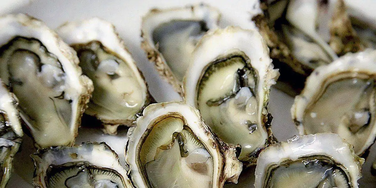 Um dos alimentos mais ricos em zinco é a ostra.