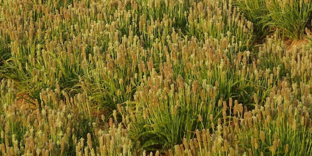 A psyllium é uma fibra produzida a partir da planta Plantago ovata.